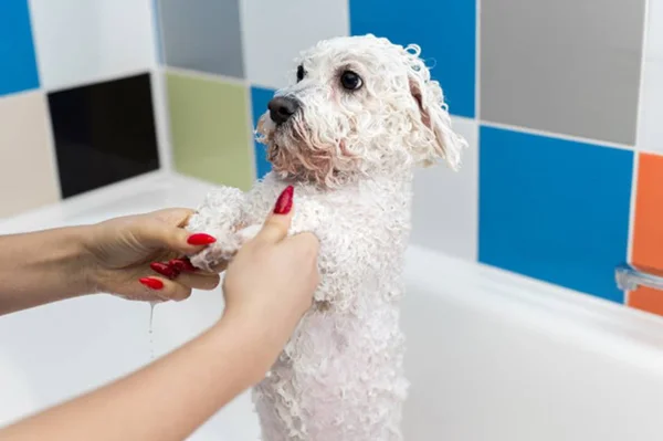 Cachorro tomando banho
