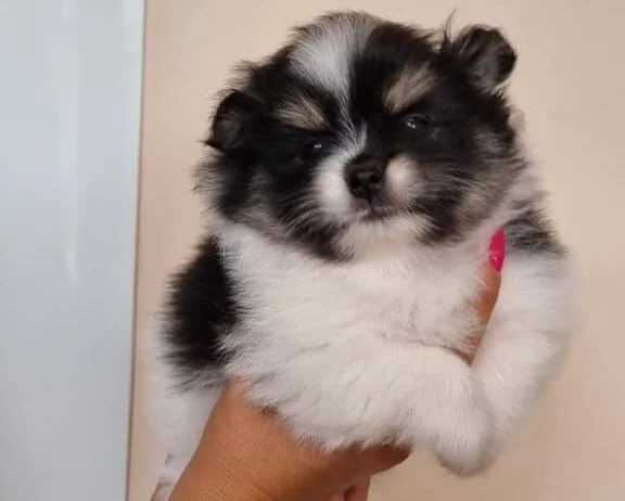 Família procura cachorrinho desaparecido no DF