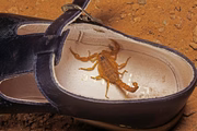 É importante verificar a presença deles nos sapatos