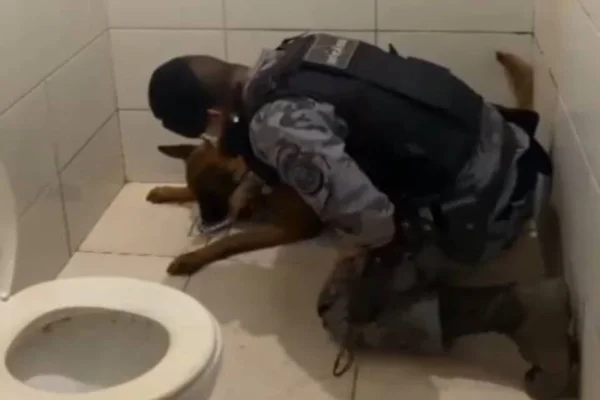 Vídeo: veja onde cães da PM encontraram droga escondida no DF