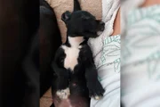 O filhote de cachorro adora dormir na casa nova O filhote de cachorro adora dormir na casa nova