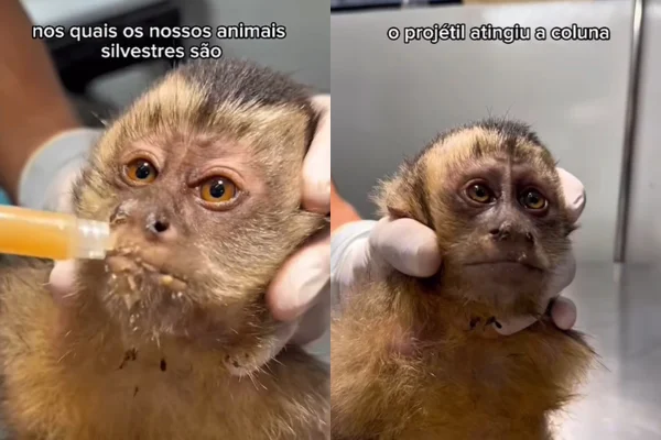 Macaquinha é baleada no Rio de Janeiro e perde movimento das pernas