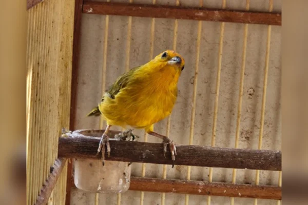 PF flagra cativeiro irregular de aves e prende suspeito em flagrante
