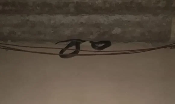 Vídeo: cobra é encontrada em telhado de residência no Distrito Federal