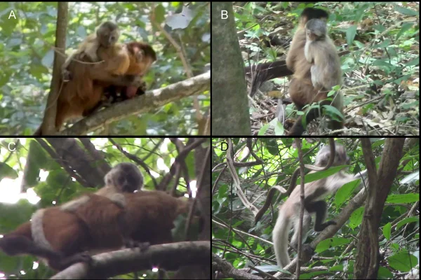 Imagens colorida mostram macaco-prego com leucismo - Metrópoles