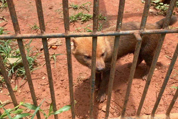 Cachorro-vinagre.-Foto-Zoologico-de-Brasilia