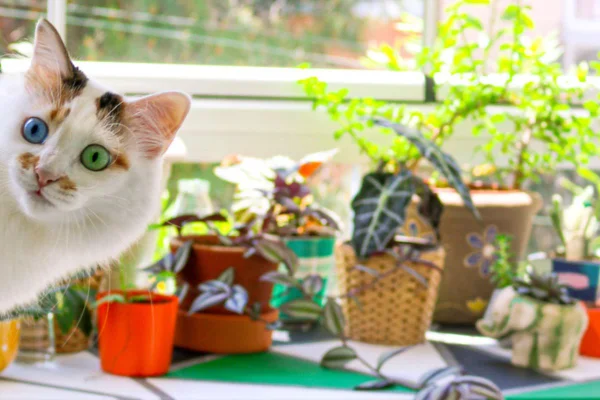 Imagem colorida de gato com plantas no fundo