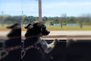 A cachorra foi morta por um tiro de rifle
