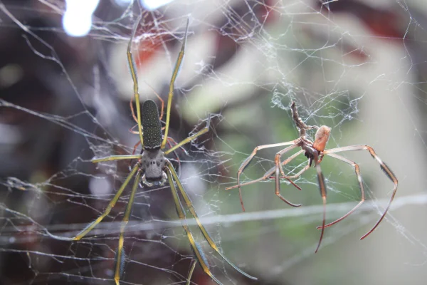 Duas aranhas armadeira em teia, próximo a uma edificação, em área de mata aberta - Metrópoles