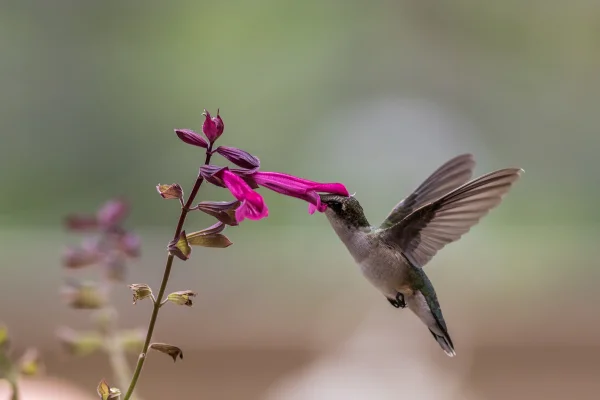 Imagem colorida mostra beija-flor polinizando planta - Metrópoles