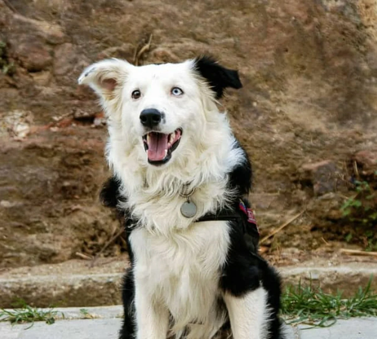 Tsnami é um border collie de 9 anos