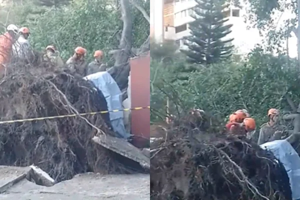 Imagem colorida, Vídeo: adolescente morre atingida por árvore durante temporal no RJ - Metrópoles