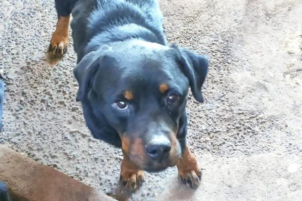 cachorros em situação de maus-tratos em anápolis, goiás