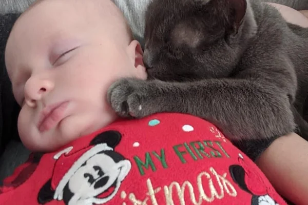 Gatinho e bebê
