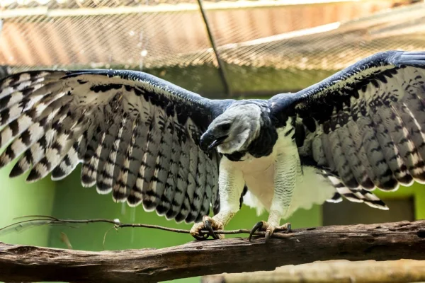 Zoológico de Brasília recebe harpia para formar casal reprodutivo - destaque galeria Zoológico de Brasília recebe harpia para formar casal reprodutivo - destaque galeria