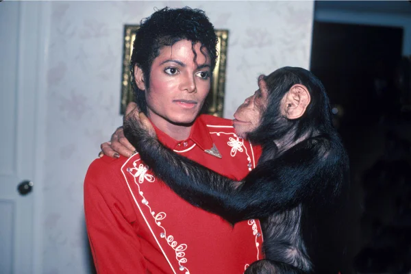 Com 43 anos, o macaco de Michael Jackson, chamado Bubbles, fica em um santuário para chimpanzés na Flórida. Ele está lá desde 2005 - Metrópoles