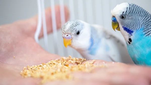 pássaro comendo