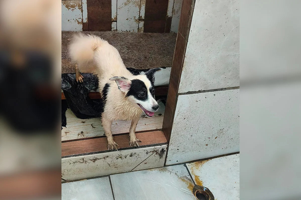 Fotos dos cachorros no momento do resgate do cativeiro