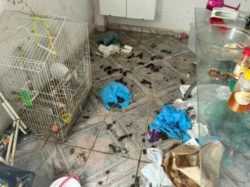 goias mulher presa maus tratos animais
