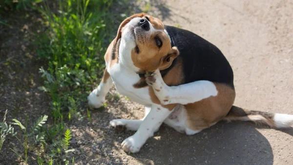 Cachorro se coçando