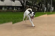 Cachorrinha que fugiu às vésperas de viagem de família morre atropelada - imagem 3