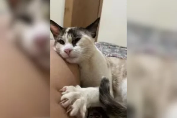 Imagem colorida de gatos que morreram após passarem por cirurgia de castração gratuita - Metrópoles