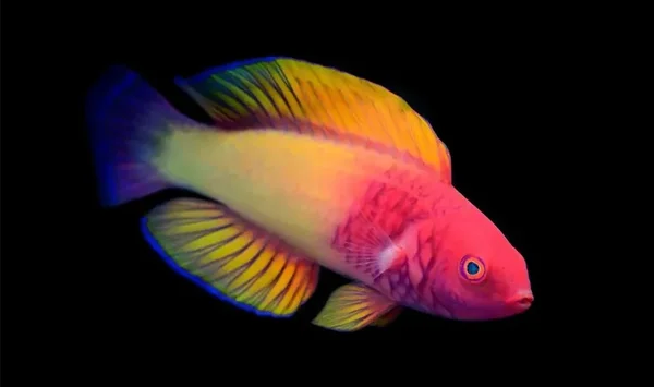 foto de peixe colorido no fundo do oceano