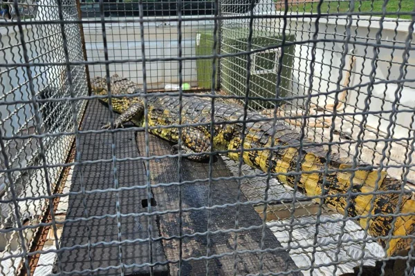 Jacaré-de-papo-amarelo foi capturado e devolvido à natureza em Presidente Venceslau (SP) - Metrópoles