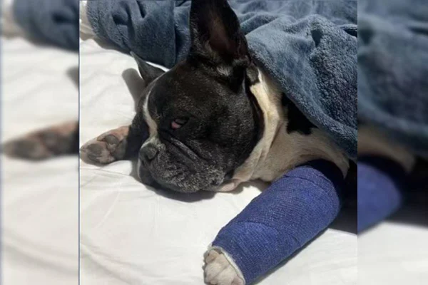 Imagem colorida mostra cadela ferida após ataque de pitbull - Metrópoles