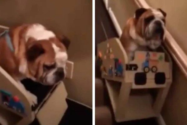 Cachorro idoso em elevador
