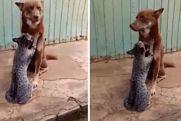 Iti! Gatinho faz massagem relaxante em cão e bomba na web