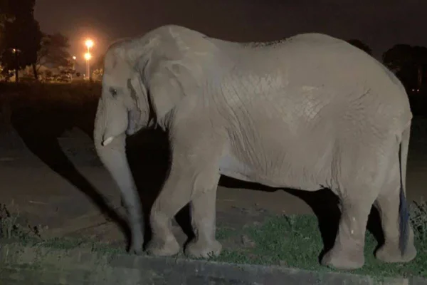 Zoo de Brasília vai oferecer passeios noturnos a partir de 21/5