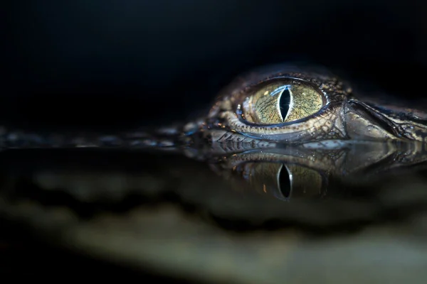 alligator