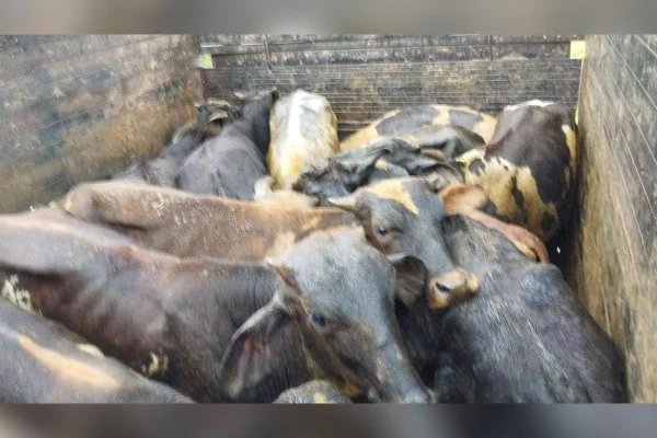 bovinos furtados em Munhoz, no Sul de Minas