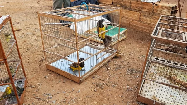 PF prende um dos maiores traficantes de animais silvestres do país