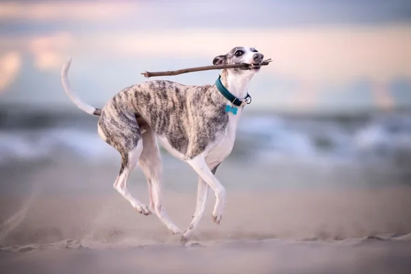Galgo