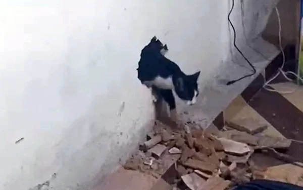 Gato em Carmo de Minas