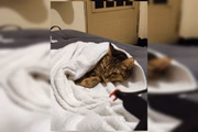 Um dos gatos mortos por Pablo Stuart Carvalho