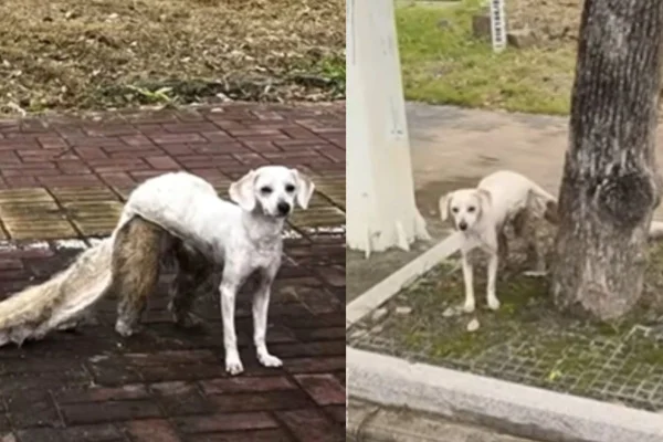 Montagem de duas imagens coloridas de cachorro com tosa incompleta