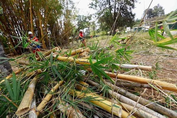 Derrubada de bambus na Península dos Ministros causa indignação