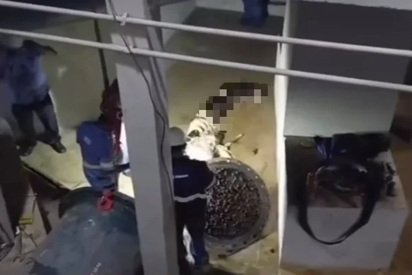 Falta de água em BH: imagens mostram égua sendo retirada de adutora