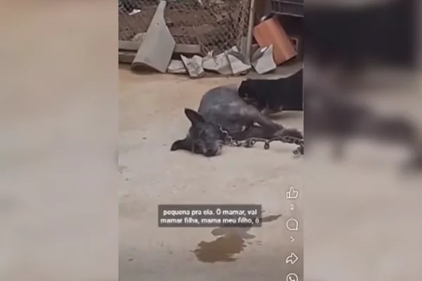 Imagem colorida de uma cadela preta deitada e acorrentada com sinais de maus-tratos - Metrópoles