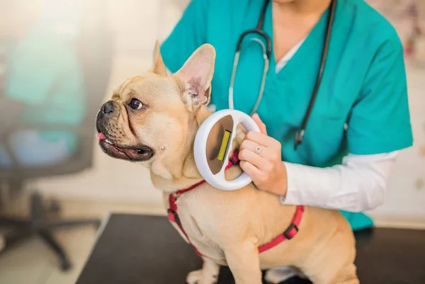 Cachorro com microchip