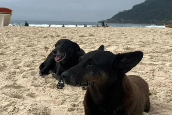 Pretinha, companheira de cão Orelha, morre após dias de internação - Metrópoles