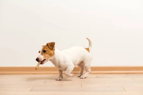 Cinco dicas para criar um cachorro em apartamento