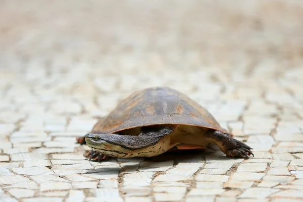 Por que milhares de tartarugas ficaram paralisadas na costa do Texas