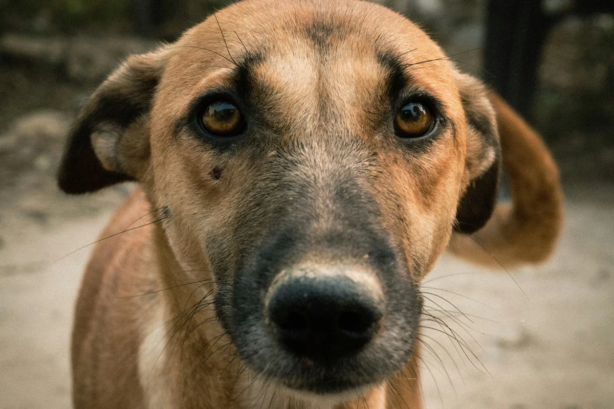 BH: Câmara aprova PL que obriga agressor de animais a pagar tratamento