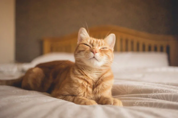 Imagem colorida de gato laranja deitado na cama