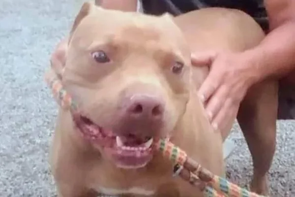 Após resgate de maus-tratos, pit-bull procura lar definitivo em MG