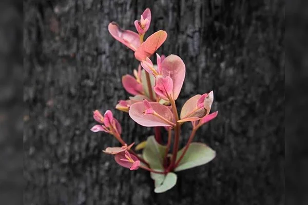 Fotos mostram vegetação renascendo após incêndios na Austrália